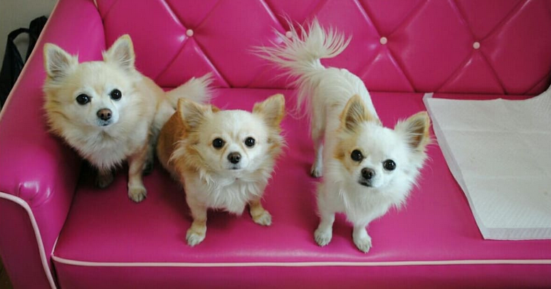 Yokohama Oasis House1