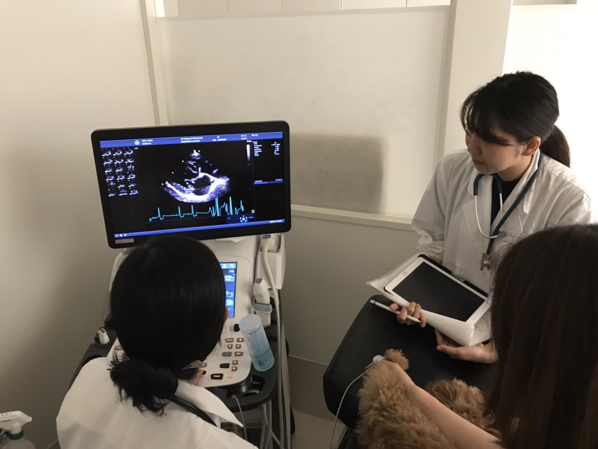 麻布大学臨床実習生