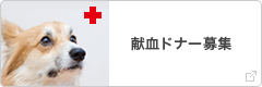 献血ドナー募集